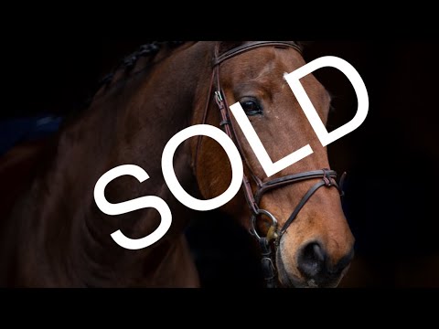 *TOP TEACHER*LORD, 2009, gelding, by Lascadell