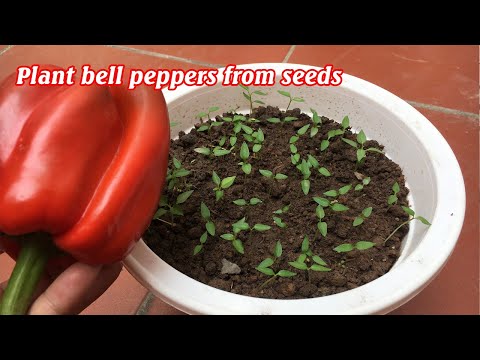 , title : 'How to grow bell peppers at home'