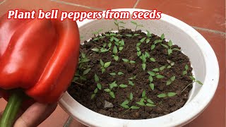 How to grow bell peppers at home