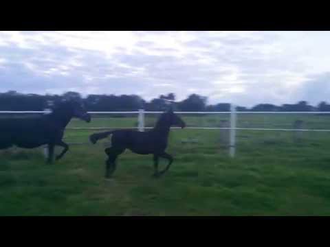 HF v. Danzador (DIamond HitxLauries Cruisador) x R