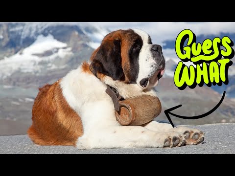 - Unlocking The Mystery Of The Saint Bernard Barrel: History, Purpose, And Symbolism 🐶