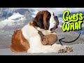 Unlocking The Mystery Of The Saint Bernard Barrel History Purpose And Symbolism