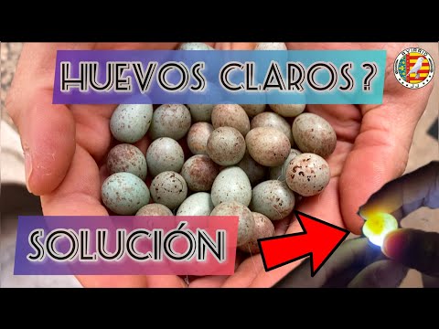 🥚 CLEAR EGGS? ✅ 6 METHODS to SOLVE INFERTILE EGGS in CANARY BREEDING | AVIARY JJ