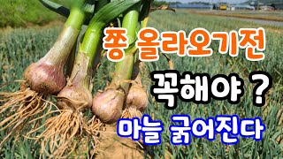 마늘쫑 올라오기전 꼭해야 마늘 굵어진다