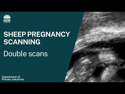 Sheep pregnancy scanning: Double scans