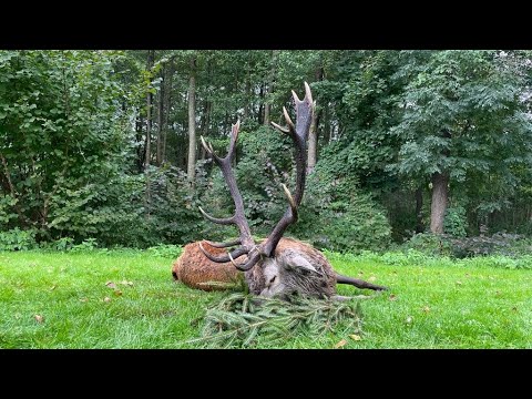 Jagderfolg im Schilf - Alter Vierzehnender erlegt