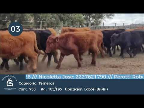 Lote Machos - Lobos Bs As