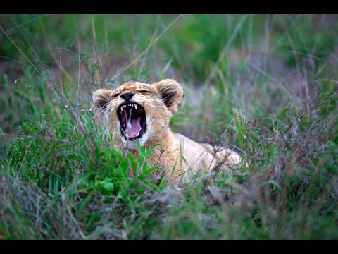 Joyful Lion Cubs - Wild Life Tour🍀 || Mini Tours