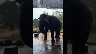 Download lagu Chi Mean can drink by herself 😍❤️🐘 #elephant #keffamily #babyelephant #kef #chimean mp3