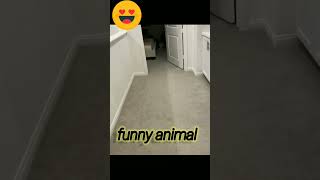 Download lagu cute animal 😍 in 2022 mp3