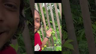 O Que é Tropismo #experimento #biologia #física #educação #ciência