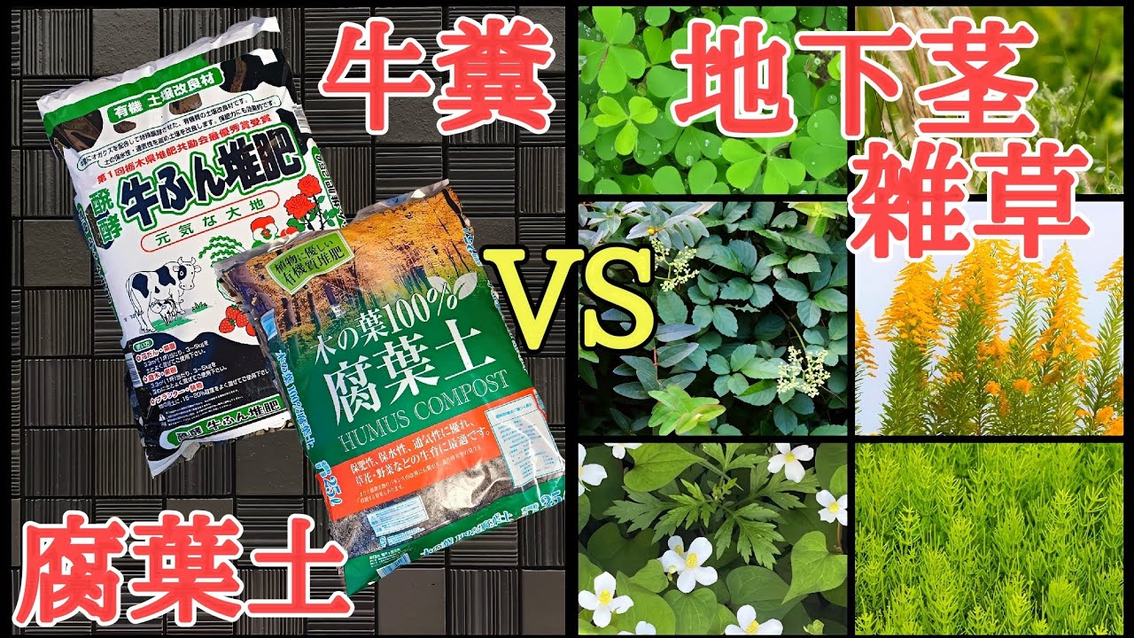 雑草対策｜9割の人が知らない地下茎雑草の駆除方法