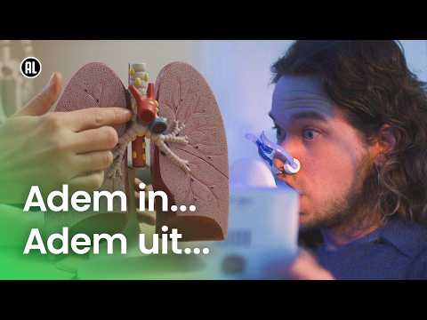 Hoe werkt onze ademhaling?