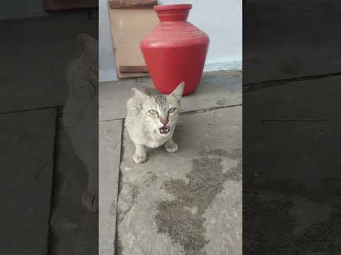 funny cat video #cat #ca #catfunny#funny