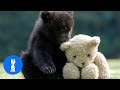 Baby Bear Cubs Playing CUTEST Compilation