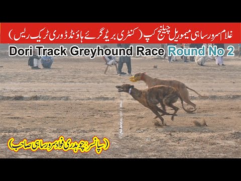 Dogs Race || Dori Track Race || Round # 2 || Muhammad wala Fsd || 21-01-2026 #dog #pets #animals
