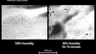 Comparison of Mucus Clearance At 100% and 90% Humidity
