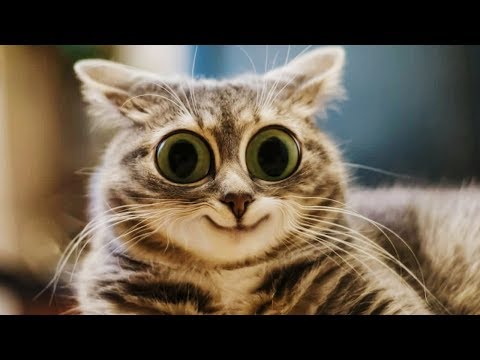 Я РЖАЛ ЦЕЛЫЙ ЧАС /СМЕШНЫЕ ЖИВОТНЫЕ/ТЕСТ НА ПСИХИКУ/ ПОПРОБУЙ НЕ ЗАСМЕЯТЬСЯ #14