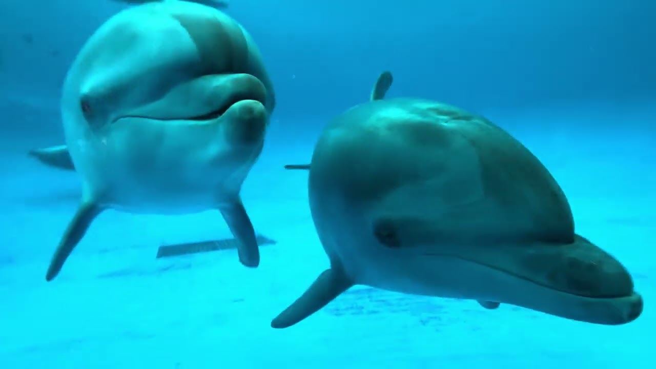 大洗水族館の可愛いイルカ姉妹🩷　イチゴ♡リノ　　2026.1