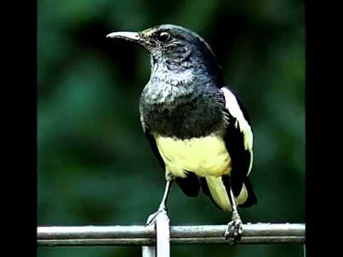 Foto Erison J.Kambari. Lagu Pasan Buruang, by Tiar Ramon.wmv