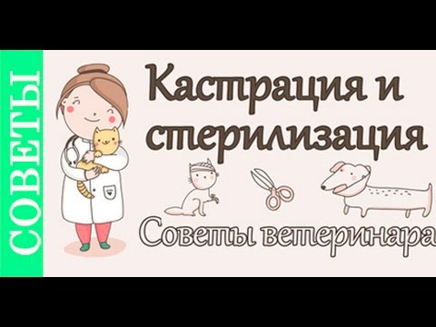Кастрация и стерилизация, советы ветеринара