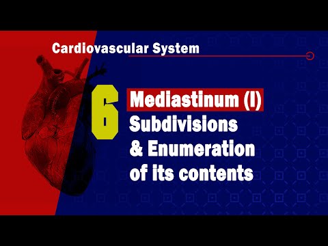 𝟔. 𝐌𝐞𝐝𝐢𝐚𝐬𝐭𝐢𝐧𝐮𝐦 (𝐈) (𝐒𝐮𝐛𝐝𝐢𝐯𝐢𝐬𝐢𝐨𝐧𝐬 𝐚𝐧𝐝 𝐞𝐧𝐮𝐦𝐞𝐫𝐚𝐭𝐢𝐨𝐧 𝐨𝐟 𝐭𝐡𝐞 𝐜𝐨𝐧𝐭𝐞𝐧𝐭𝐬 𝐨𝐟 𝐞𝐚𝐜𝐡 𝐬𝐮𝐛𝐝𝐢𝐯𝐢𝐬𝐢𝐨𝐧) 🫁🫀1️⃣ المنصف)