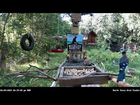 Juvenile Blue Jay and Red-bellied Woodpecker at the feeder