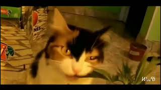 Download lagu Kucing Makan Ganja :v mp3