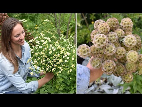 Sowing Saved Starflower Seeds & Feverfew Inside // Scabiosa stellata // Northlawn Flower Farm