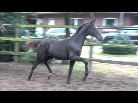 *2020 Hengst von Lord Europe - Dancier SOLD!!!