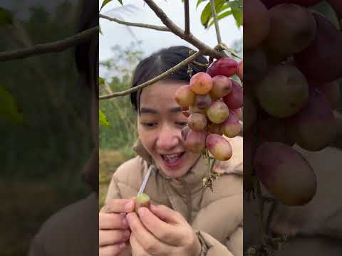 lucky to find wild grapes #bushcraft #camping #shorts #survival