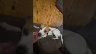 Video preview image #1 Beagle-Unknown Mix Puppy For Sale in Minneapolis, MN, USA