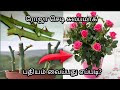 ரோஜா செடி சுலபமாக பதியம் வைக்கும் மு�