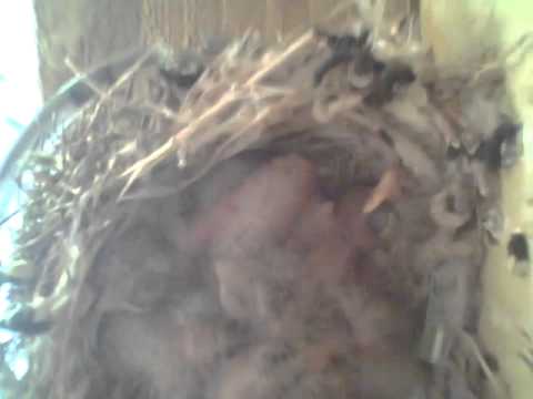 Bird nest in an ashtray