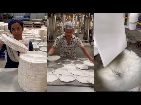 Disposable Paper Plate Factory in Pune | Biggest Indian Food Plate Factory