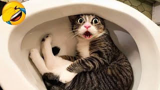 Try not to laugh 😂 Best funny cats and dogs 2025 😹🐶 Part 2