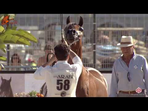 N 58 MASHKORA AL SHAQAB   2020 Menton Mediterranean and Arab Countries Arabian Horse Championship