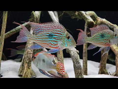 Erdfresser Aquarium Geophagus