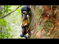 Macaques SLAP Squirrels And Steal Their Food Primates BBC Earth