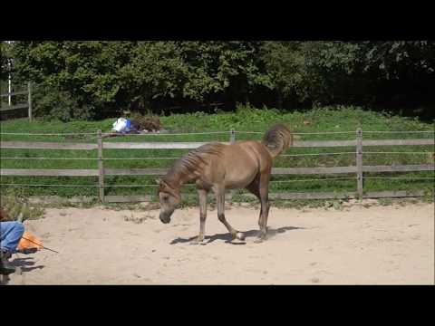 Saida Jamil, *2016 SE filly