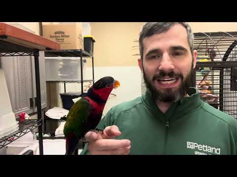 Learn about the Black Capped Lorikeet!