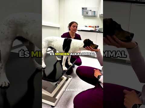 Oltás TRÜKK Kutyának! 🐶