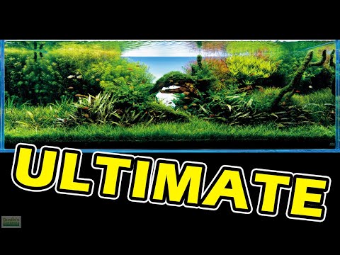 ULTIMATE AQUARIUM ADVICE - Tips To A Successful Planted Aquarium