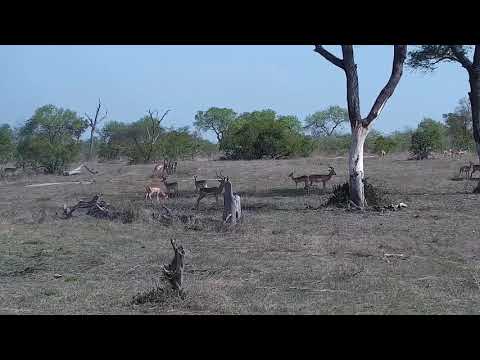 Djuma: Impala adults and one new lamb - 07:32 -  11/02/21