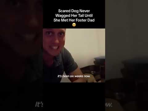 #rescueanimals #animalsrescue #rescue #saveanimals #dog #rescuedog #straydogs #a