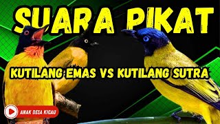 Download lagu Suara Pikat Kutilang Emas   Kutilang Sutra Ribut Paling Ampuh mp3