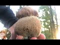 Первые БЕЛЫЕ ГРИБЫ Боровик сетчатый Boletus reticulatus. Грибы июнь 2020 Первые БЕЛЫЕ ГРИБЫ Боровик сетчатый Boletus reticulatus. Грибы июнь 2020