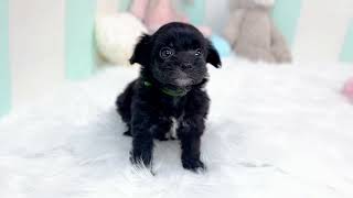 ハーフ犬の動画01