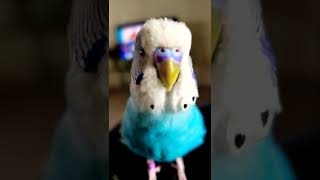 Download lagu Leo the talking budgie (English) mp3