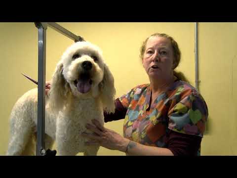 Piscataway Veterinary
